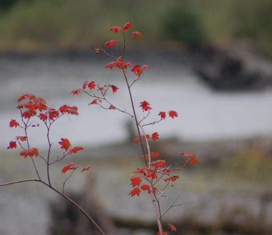 fall leaves