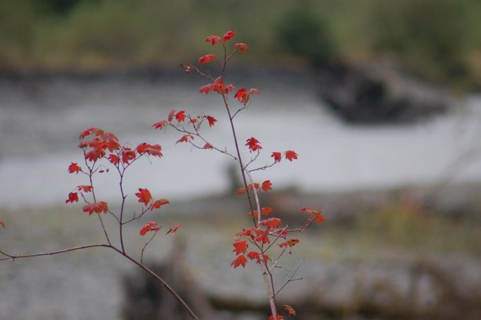 fall leaves