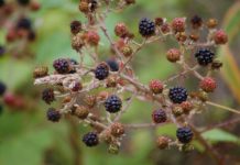 blackberries