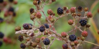 blackberries