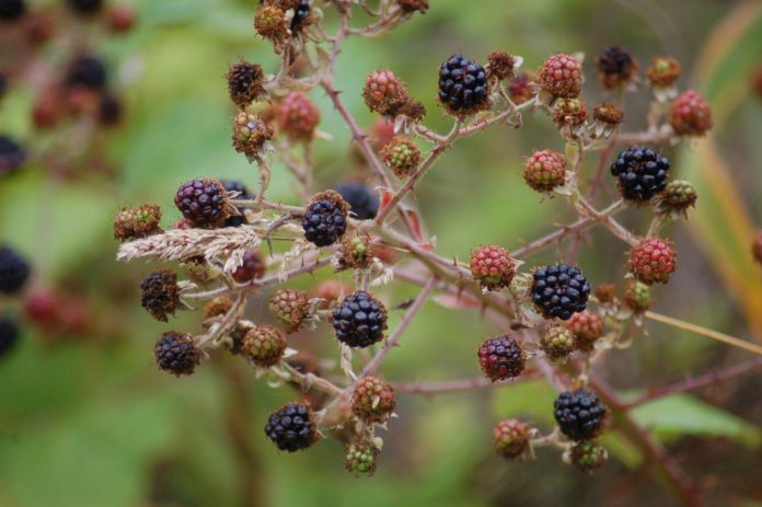 blackberries