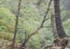 forest creek