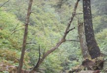 forest creek