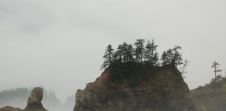trees on cliff