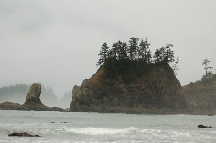 trees on cliff