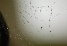 web with droplets