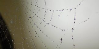 web with droplets