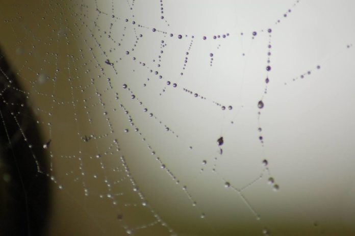 web with droplets