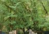 meadow gates