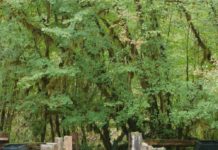meadow gates