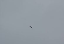 bird soar