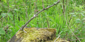 New tree growth