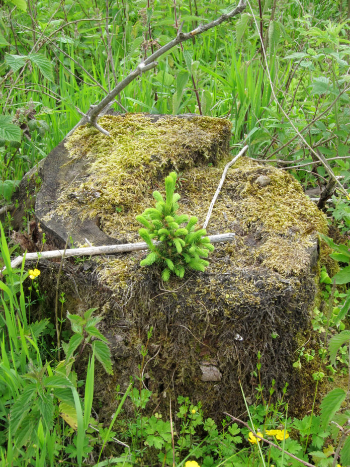 New tree growth