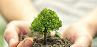 planting trees