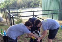 dog wash